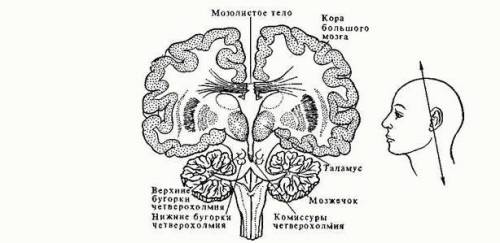 1. С чего осуществляется регуляция работы внутренних органов человека в состоянии спокойного бодрств