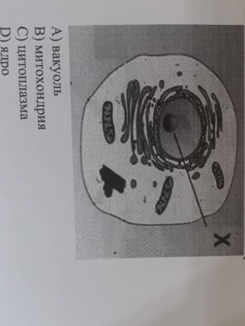 5. Как называют часть Х клетки на картинке? А) вакуоль B) митохондрия С) цитоплазма D) ядро