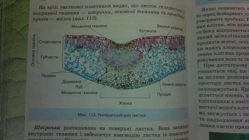 На картинке названия, нужно написать 'особливо особливости будови' и функции