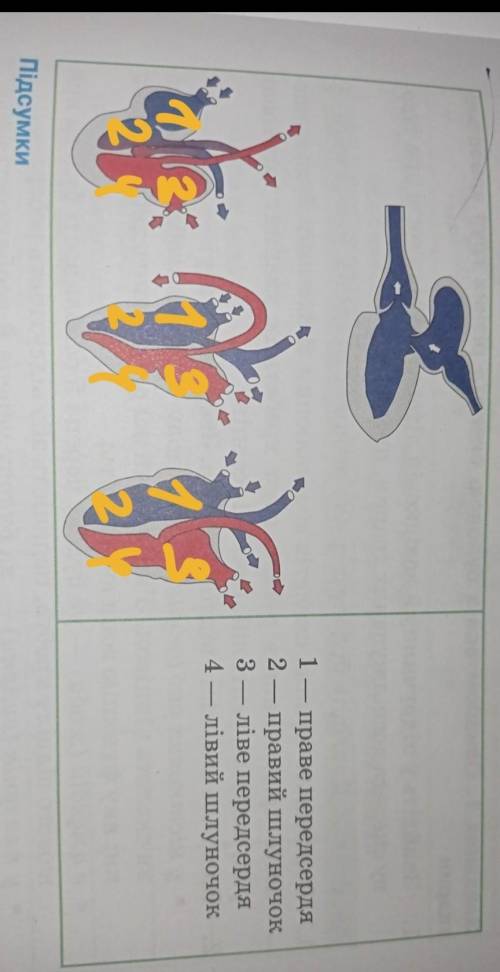 4. Позначте на малюнках цифрами: х 1 праве передсердя 2 - правий шлуночок 3 - ліве передсердя 4 4 —