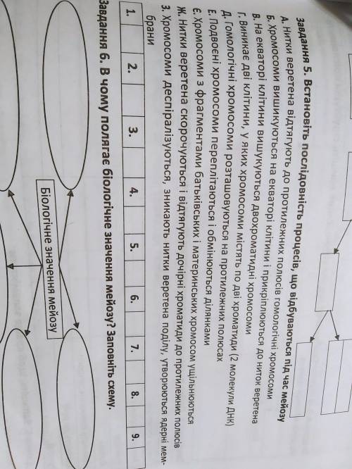 Пятое задание, установіть послідовність процесів що відбуваються під час мейозу , очень