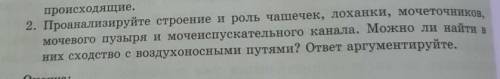 2. Проанализируйте строение и роль чашечек, лоханки, мочеточников, мочевого пузыря и мочеиспускатель