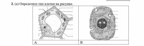 Определите тип клетки на рисунке