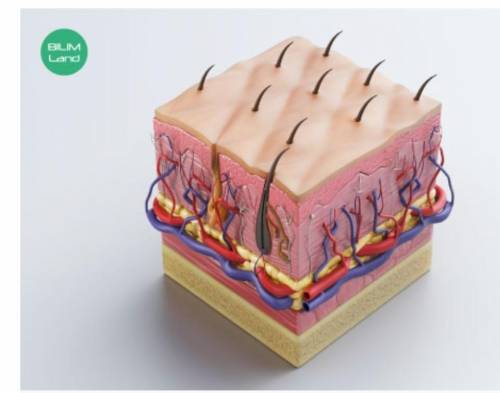 Land 1. It is a single layer of keratinized cells. 2. Contains sebaceous and sweat glands. 3. Protec