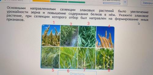 Основными направлениями селекции злаковых растений было увеличение урожайности зерна и повышение сод