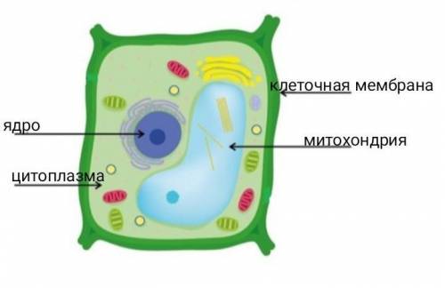 Задание 3.Зарисуйте в тетради строение растительной клетки и подпишите её основные компоненты (4б).