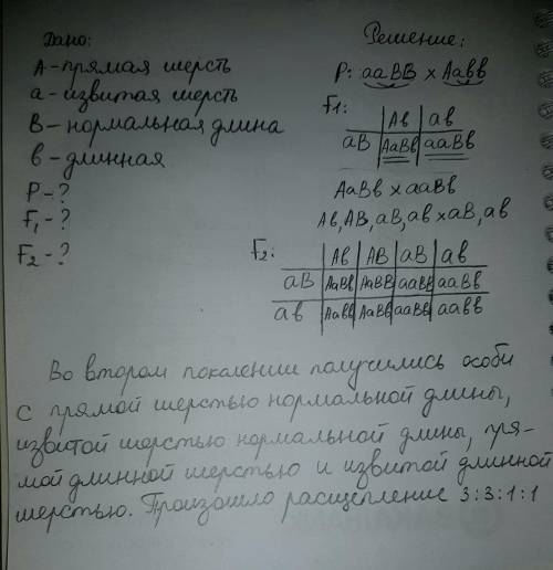 У мышей гены формы и длины шерсти находятся в разных хромосомах. Скрещивали мышей с извитой шерстью