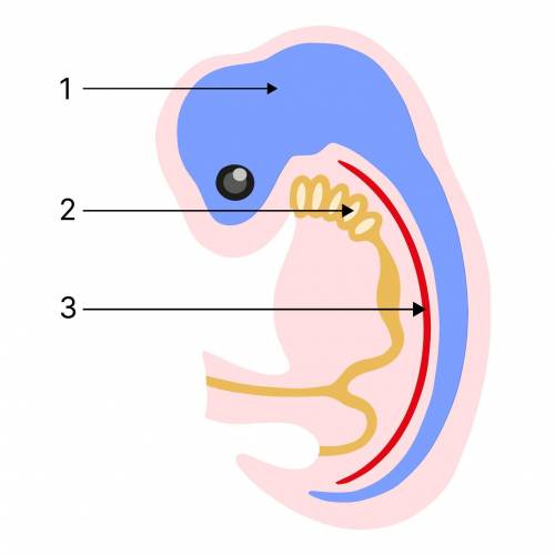 На рисунке представлено схематическое изображение зародыша человека. У него имеются все типичные при