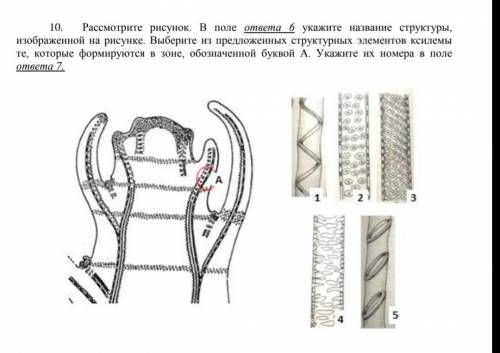 с заданием из олимпиады по биологии.