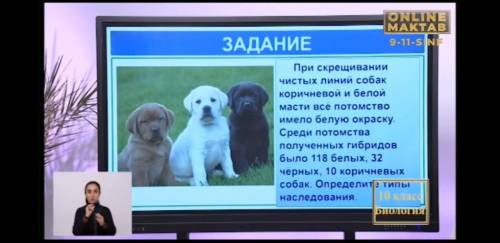 Если можно то с решением При скрещивании чистых линий собак коричневой и белой масти все потомтсво и