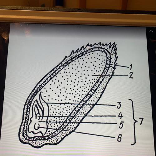 сделать строение семени зерновки пшеницы подписать все части обозначенные цифрами надо