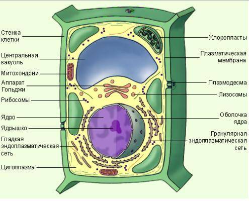 Составить рассказ о клетках провидения растения?