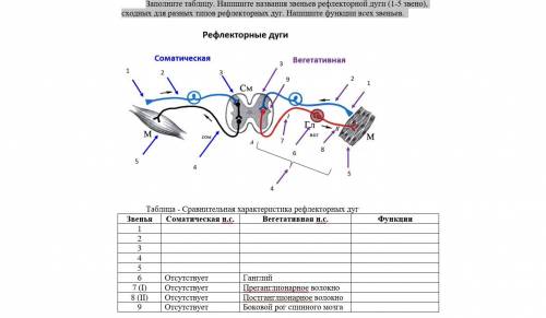 Заполните таблицу. Напишите названия звеньев рефлекторной дуги (1-5 звено), сходных для разных типов