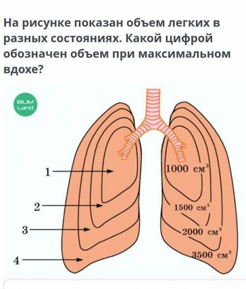 На рисунке показан объем легких в разных состояниях. Какой цифрой обозначен объем при максимальном в