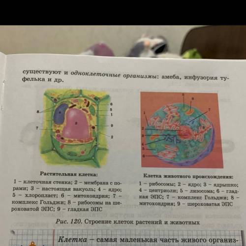 Существуют и одноклеточные организмы: амеба, инфузория Ту- фелька и др. 6 5 1 9 2 Блог 6 6 Раститель