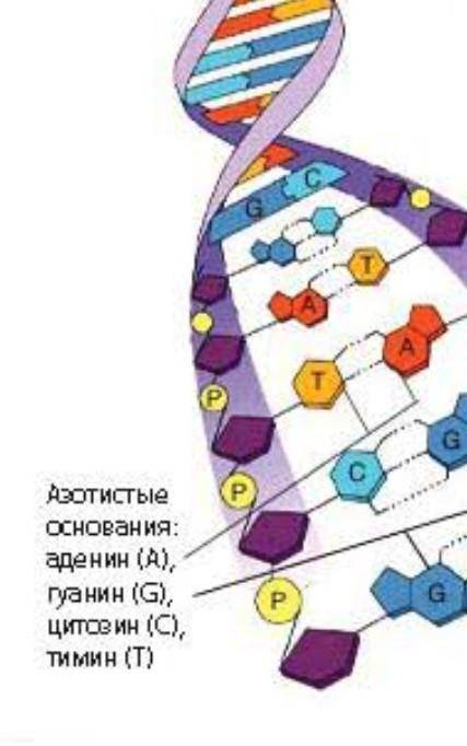 Рассмотрите рисунок 1)что на нем представлено? 2)что обозначено по цифрами 1;2;3;4? 3) достройте