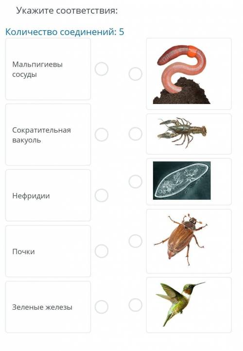 Укажите соответствия: Количество соединений: 1.Мальпигиены сосуды 2.сократительная вакуоль3. Нефриди