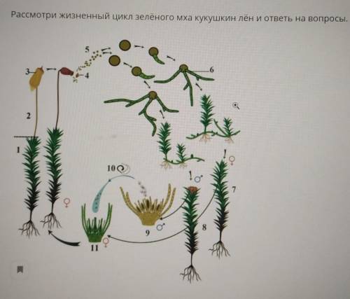 Определи верную последовательность стадий развития мха, начинаяс зиготы: а)оплодотворение б)образова