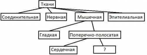 , ОЧЕНЬ Рассмотрите предложенную схему классификации тканей человека. Запишите в ответе пропущенный