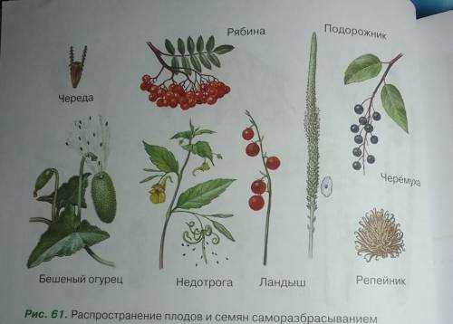 определить распространения и при к распространению этих растений