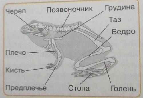 2. Рассмотрите позвоночник. Чем он образован? Одинаковое ли строение имеют позвонки? Сколько отделов