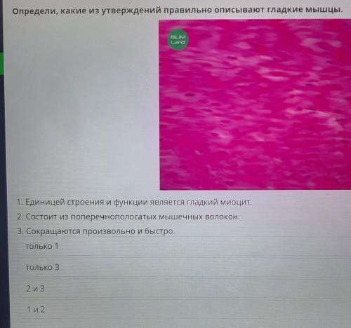 Определи, какие из утверждений правильно описывают гладкие мышцы. 1. Единицей строения и функции явл