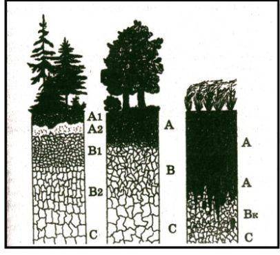 Профили каких почв изображены на рисунке? Как вы можете объяснить формирование каждого из горизонтов