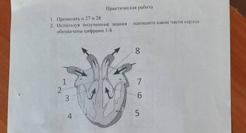 Биология ,нудно подписать названия сердца...