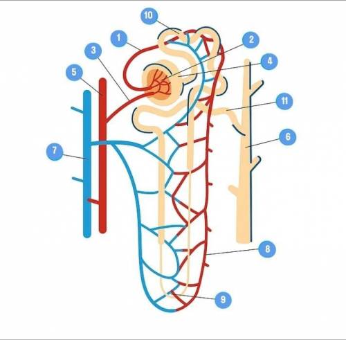 Соотнесите названия частей нефрона с точками на изображении