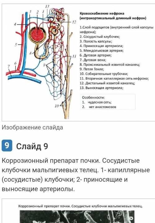 Соотнесите названия частей нефрона с точками на изображении