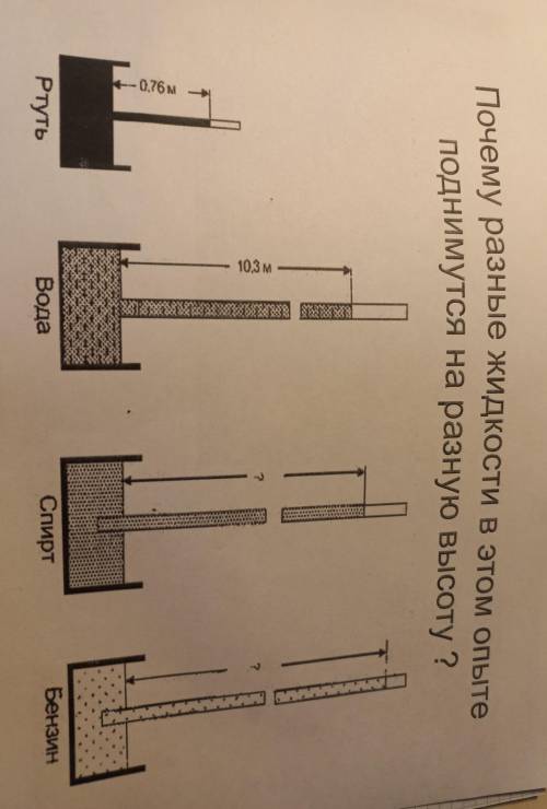 Почему разные жидкости в этом опыте поднимуься на разную высоту