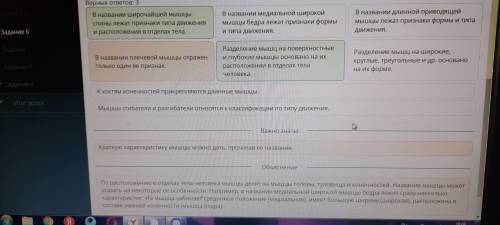 Лабораторная работа «Изучение строения мышечных тканей». Классификация мышц тела человека Выбери нев