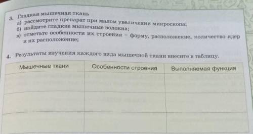 3. Гладкая мышечная ткань а) рассмотрите препарат при малом увеличении микроскопа; б) найдите гладки