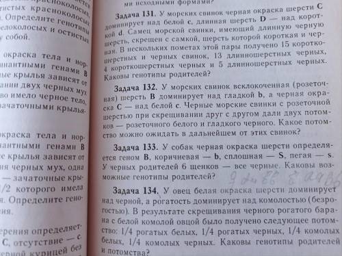 У морских свинок всклоченная (розеточная) шерсть B доминирует над гладкой b, а черная окраска С, над