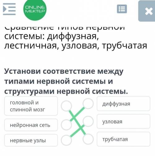 Сравнение типов нервной системы: диффузная, лестничная, узловая, трубчатая Установи соответствие меж