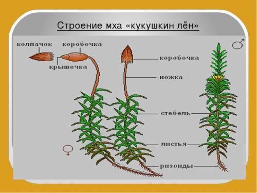 Есть ли у мха корень стебель лист ризоиды цветок спорангии семя плод