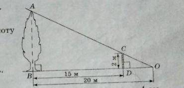 За данними приведеними на рисунку,знайдіть висоту дерева