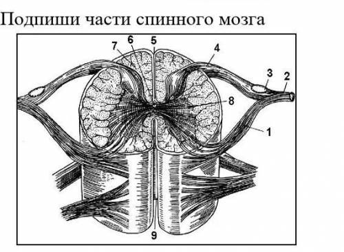 Подпишите части спинного мозга