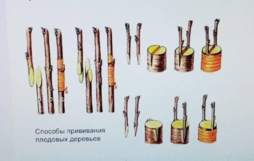 Рассмотрите картинку и ответьте на следующие вопросы: 1)Какой вид размножения растений указан на рис