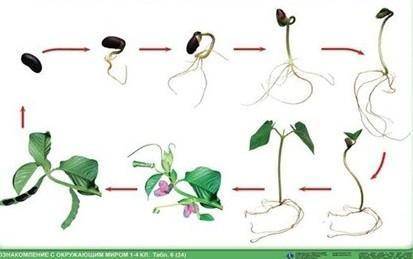 Используя рисунок, рассказать о жизни растения, проанализировав все происходящие процессы. Дескрипто