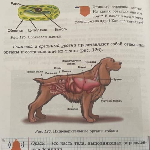 Органеллы клетки Тканевой и органный уровни представляют собой отдельные органы и составляющие их тк