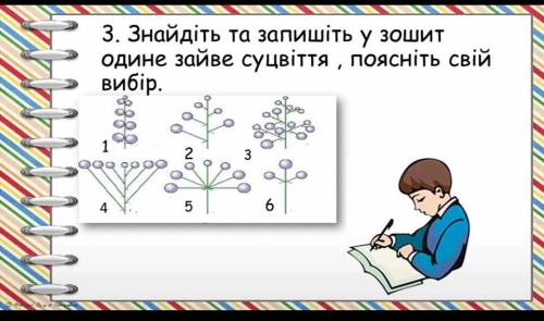 Знайдіть і запишіть у зошит одине зайве суцвіття, поясніть свій вибірОЧЕНЬ НУЖНО