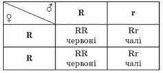 У господарстві «Зелені луки» вирощують м'ясних та молочних корів. У великої рогатої худоби червона м