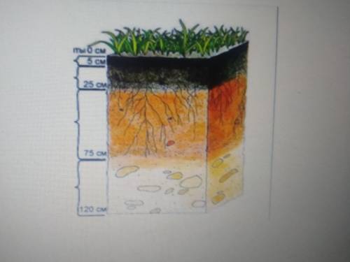 1.По предложенному рисунку а. Определите тип почвы b. Подпишите слои почвы у меня сор