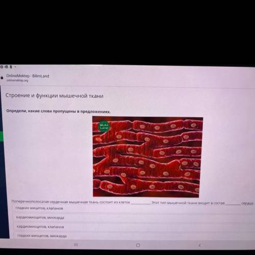 Строение и функции мышечной ткани Определи, какие слова пропущены в предложениях. BUM Land о о Этот 