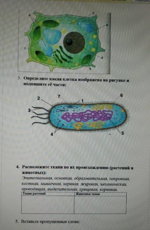 Определите какая клетка изображена на рисунке и подпишите ее части.