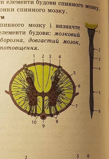 Будова кспиного мозкуочень