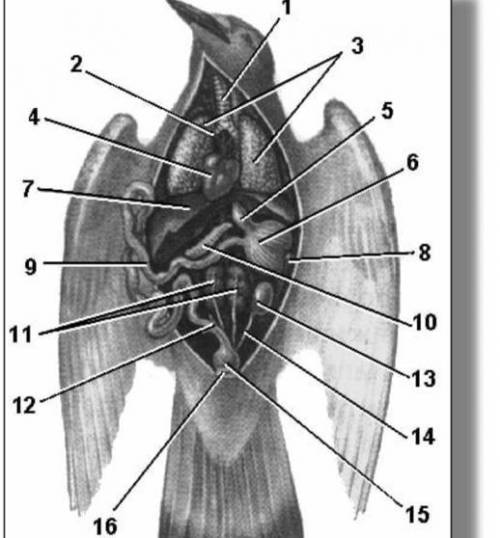 подписать рисунок внутренне строение птиц