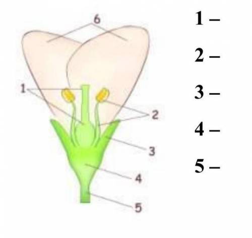 Назвіть складові частини квітки, зображеної на малюнку.