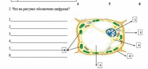 Что на рисунке обозначены цифрами